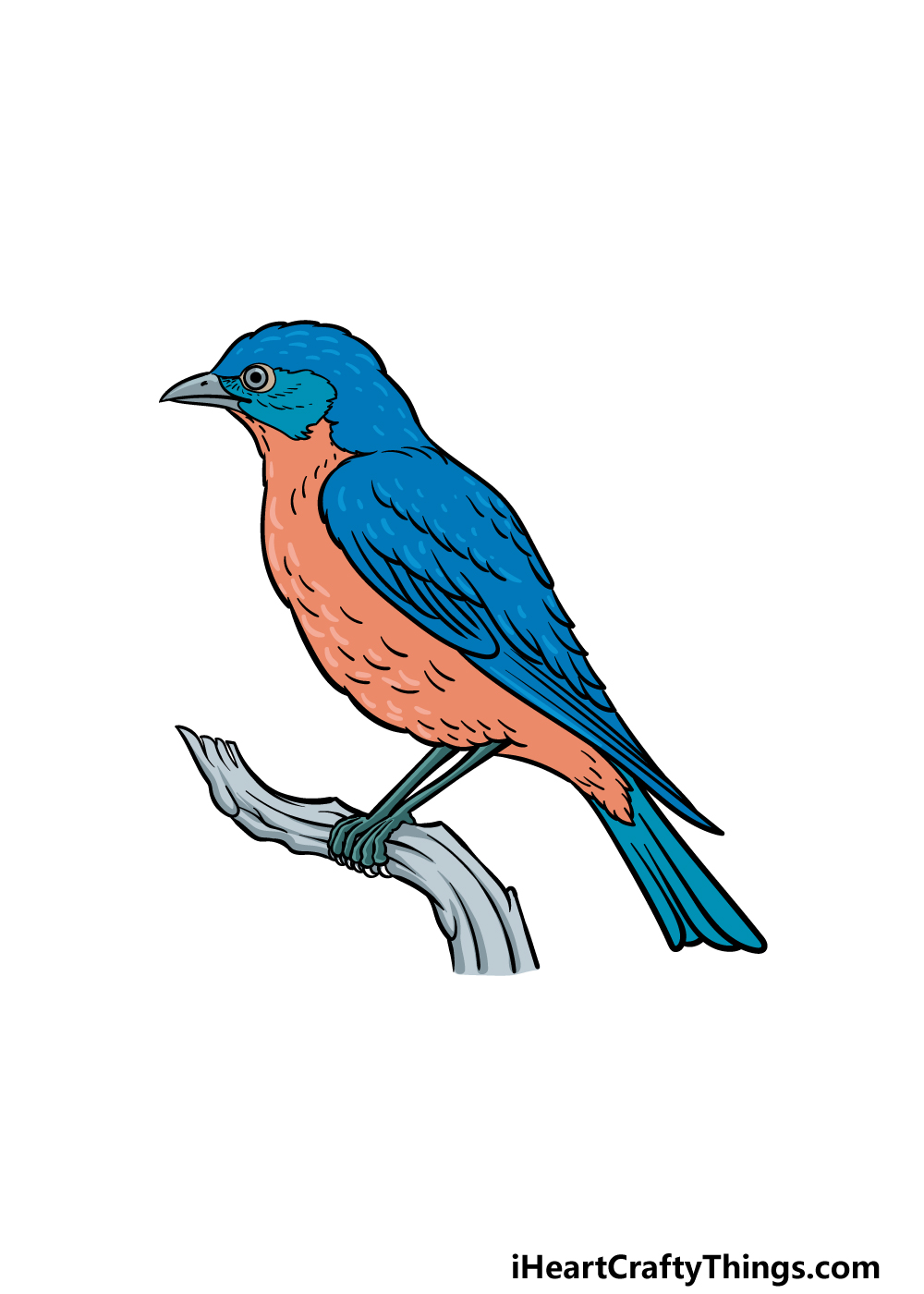 how to draw a Bluebird step 6