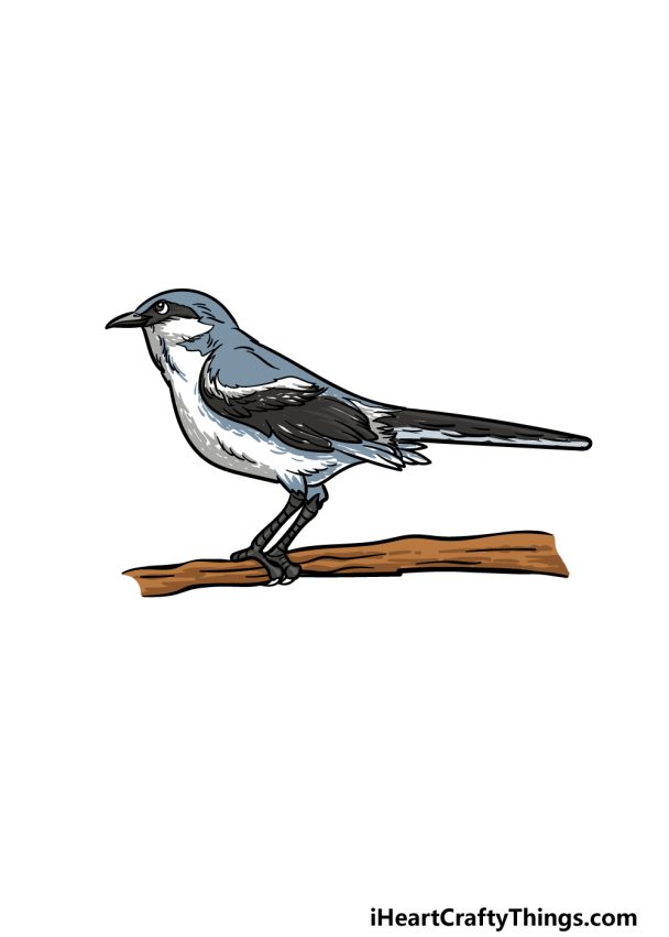 Mockingbird Drawing How To Draw A Mockingbird Step By Step