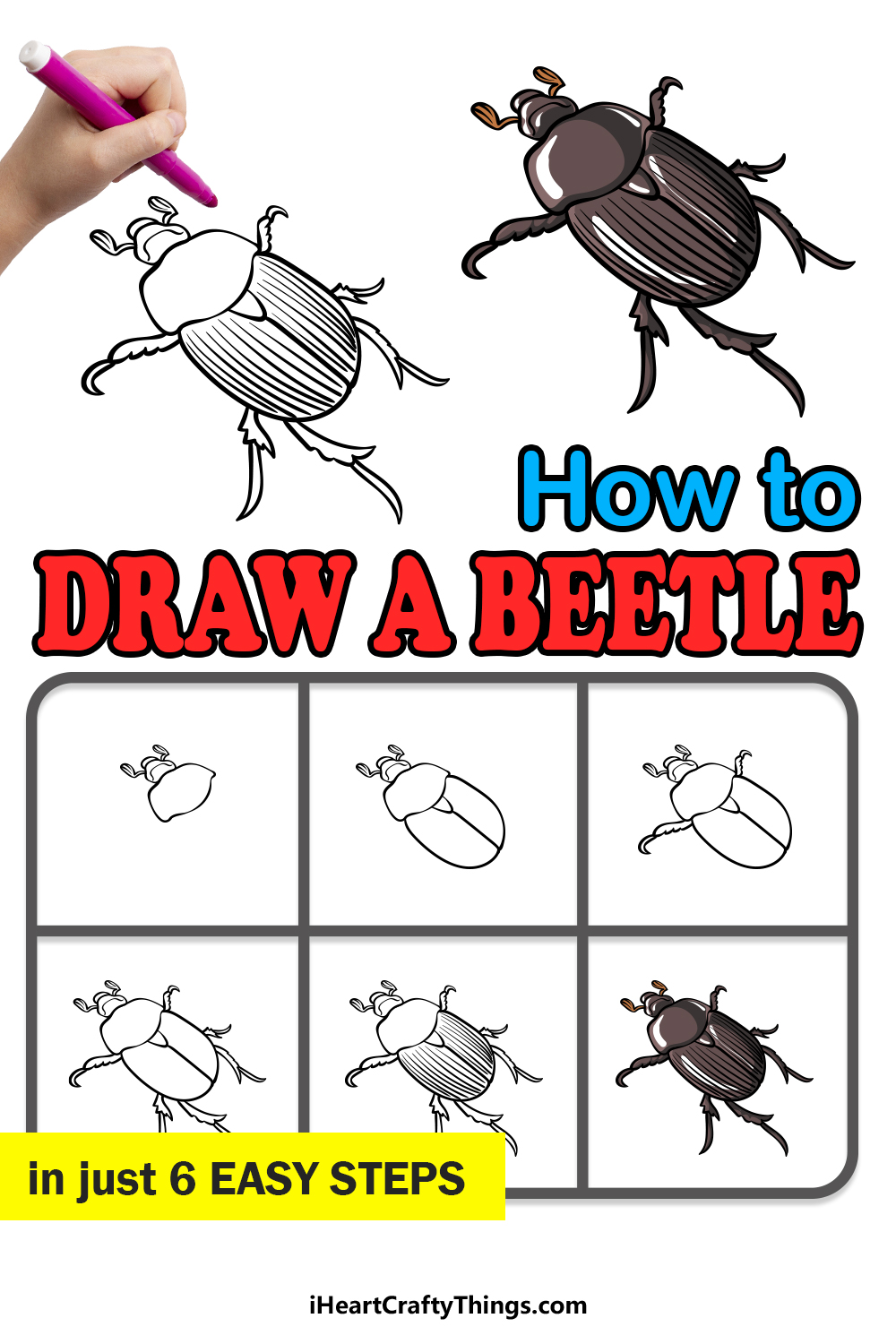 how to draw a Beetle in 6 easy steps