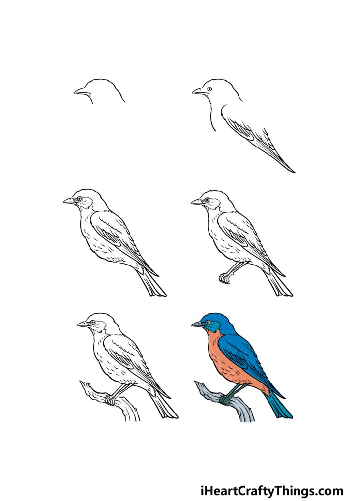 Bluebird Drawing - How To Draw A Bluebird Step By Step