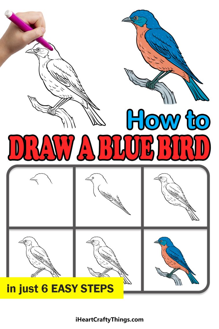 Bluebird Drawing - How To Draw A Bluebird Step By Step