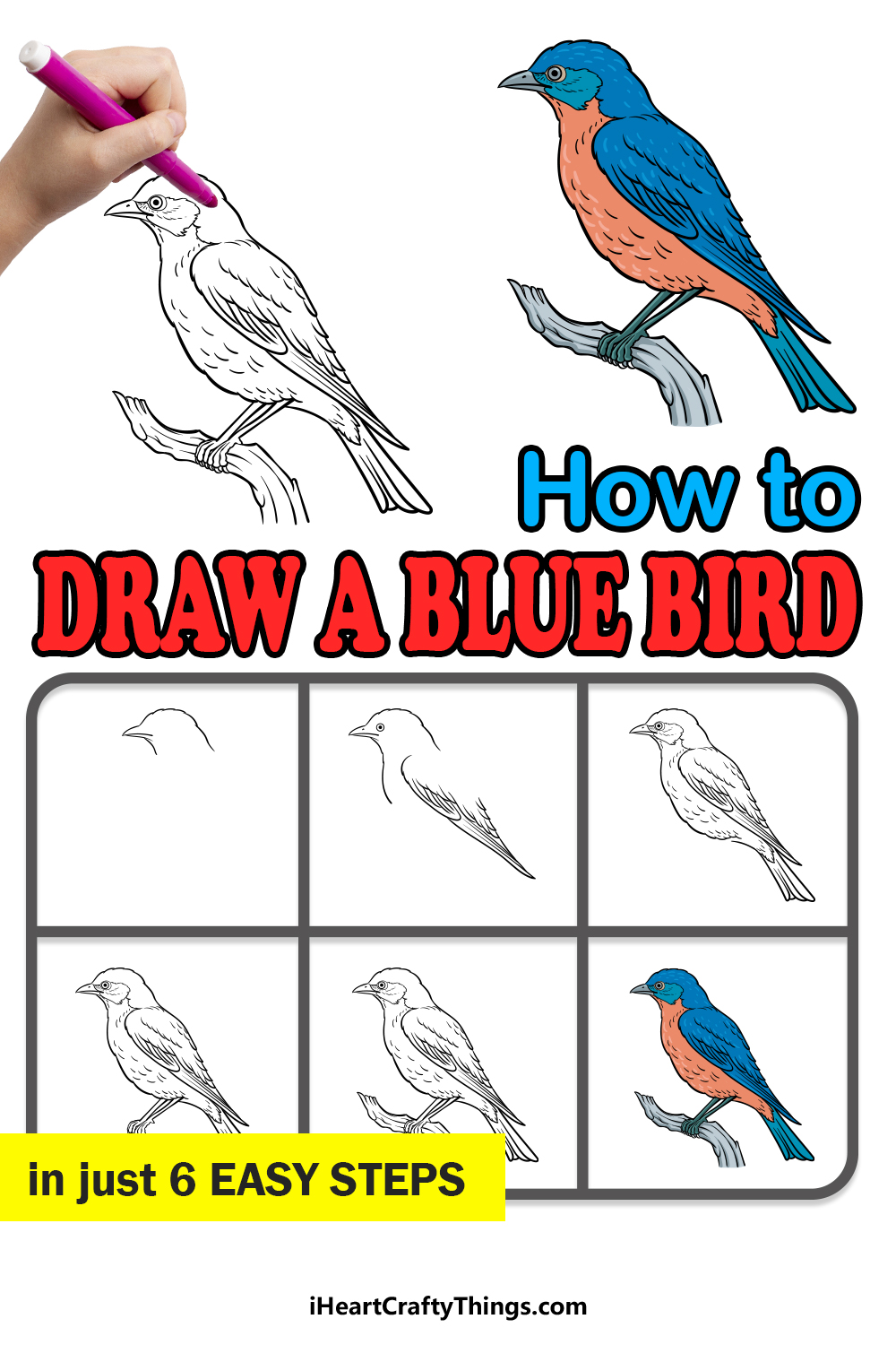 how to draw a Bluebird in 6 easy steps