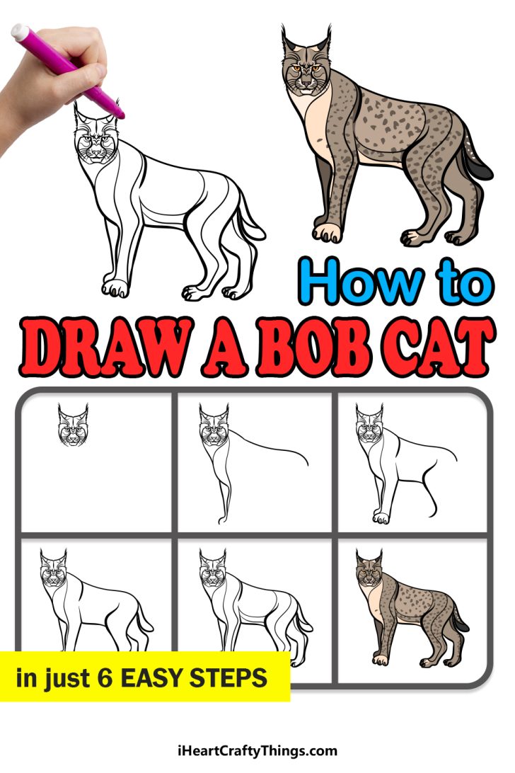 Bobcat Drawing - How To Draw A Bobcat Step By Step