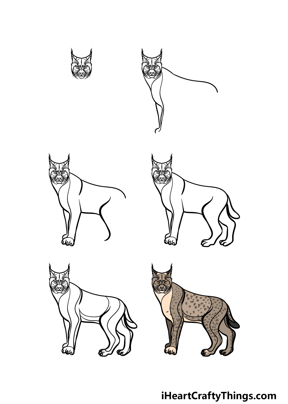 how to draw a Bobcat in 6 steps