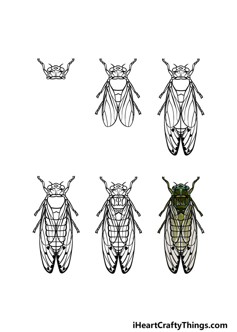 Cicada Drawing - How To Draw A Cicada Step By Step