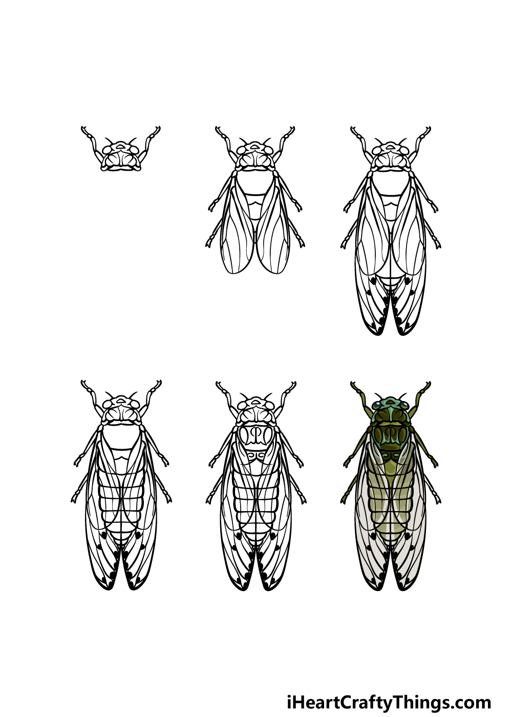 how to draw a Cicada in 6 steps