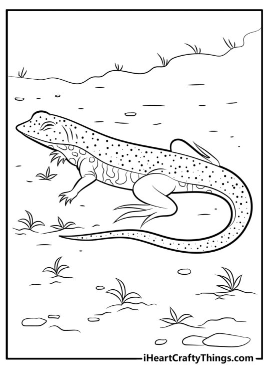 Lizard Coloring Pages (100% Free Printables)