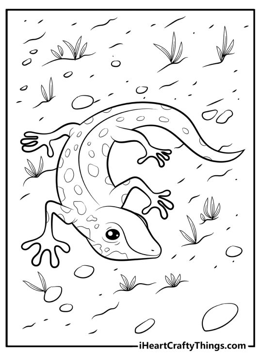 Coloring image of a lizard with a circle-shaped pattern on its skin surrounded by pebbles