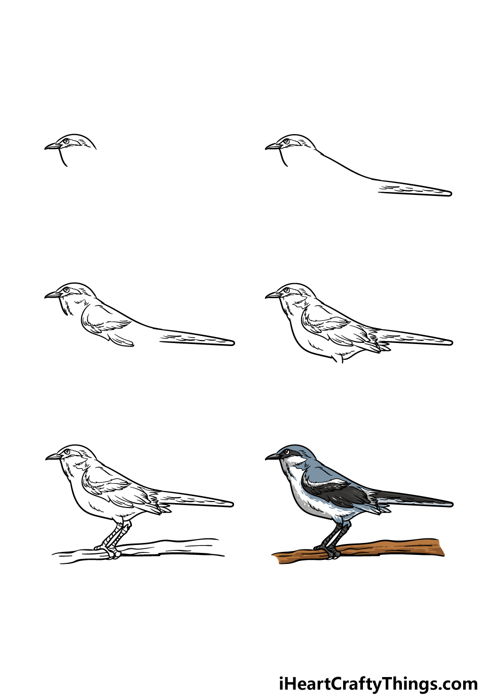 how to draw a Mockingbird in 6 steps