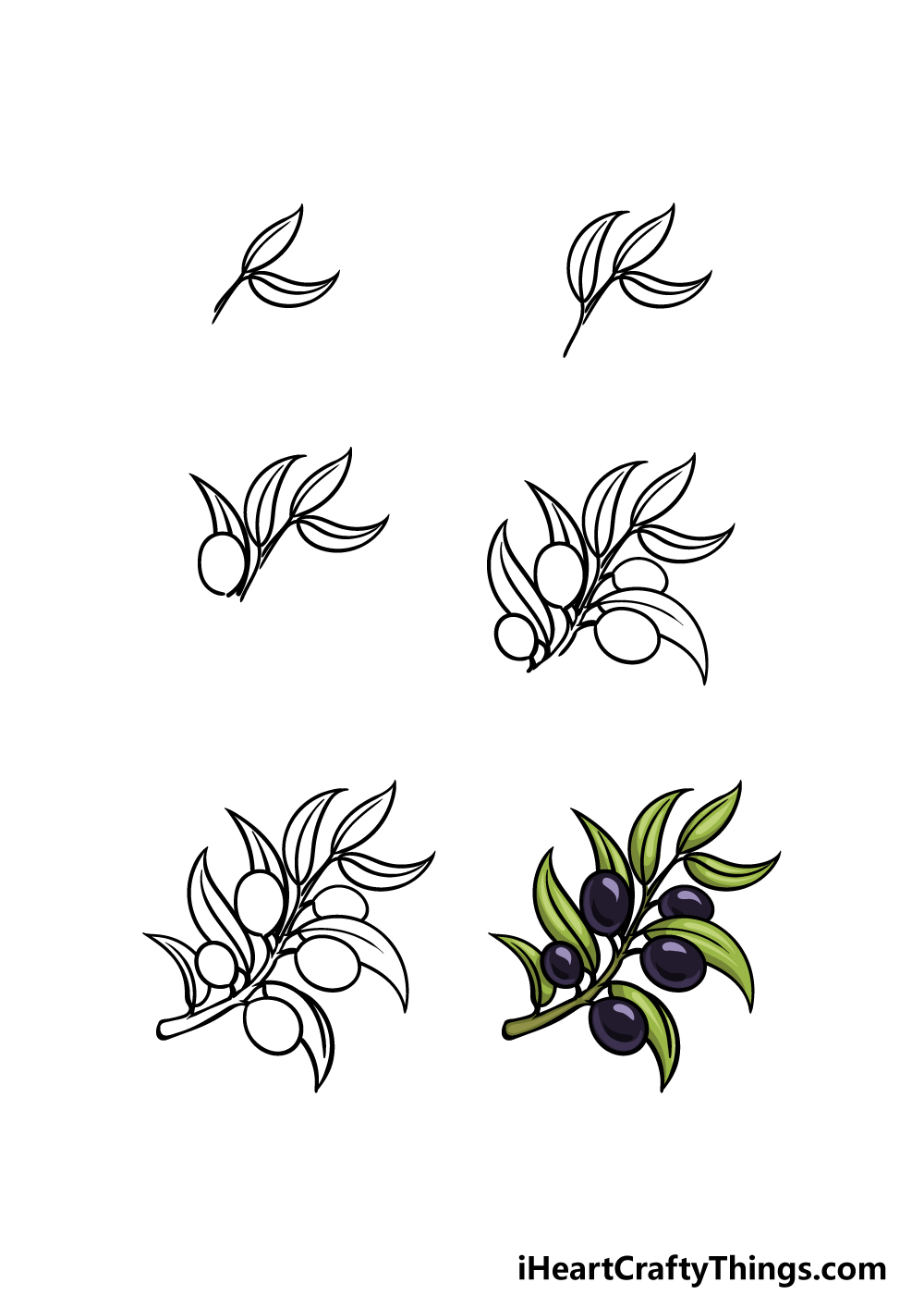 how to draw an Olive Branch in 6 steps