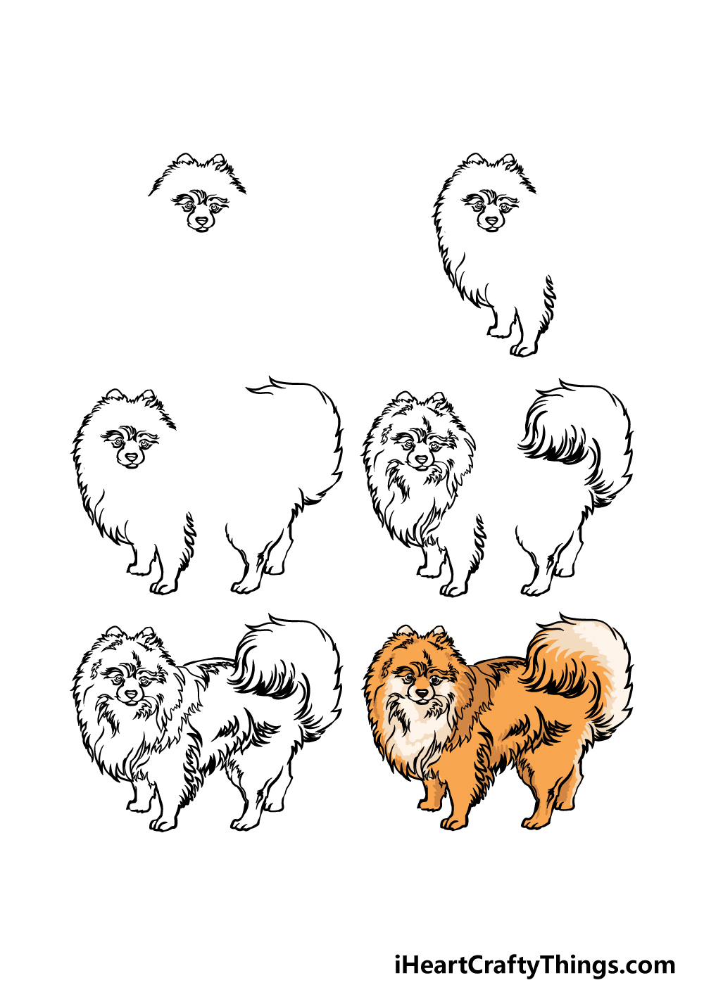 how to draw a Pomeranian in 6 steps