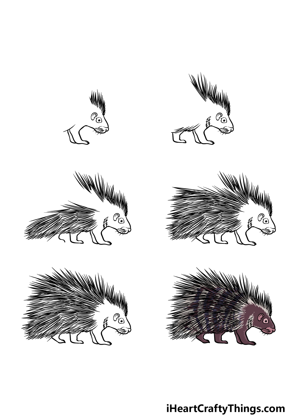 how to draw a Porcupine in 6 steps