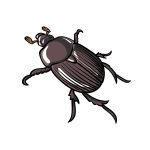 how to draw a Beetle image