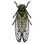 how to draw a Cicada image