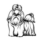 how to draw a Shih Tzu image