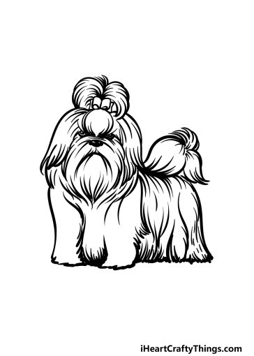 how to draw a Shih Tzu image
