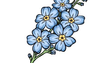 how to draw a Forget Me Not image