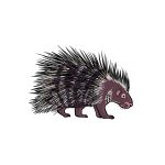 how to draw a Porcupine image