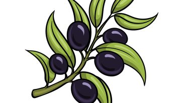 how to draw an Olive Branch image