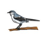 how to draw a Mockingbird image