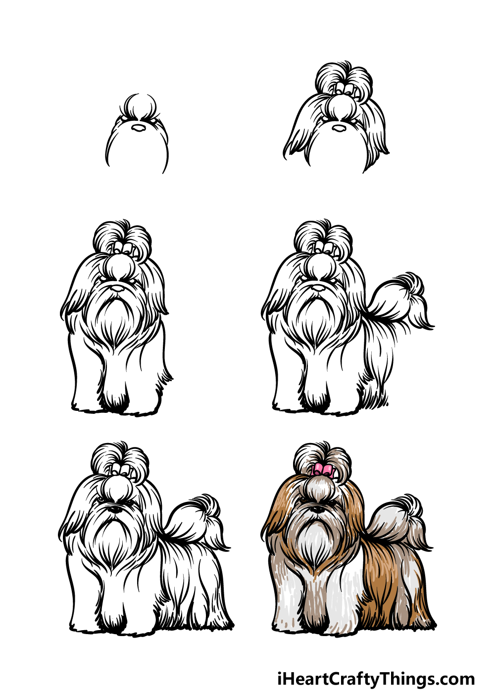 how to draw a Shih Tzu in 6 steps