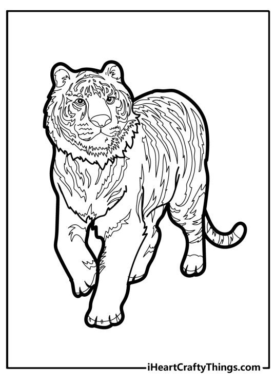 Coloring picture for toddlers presenting majestic realistic tiger walking towards us