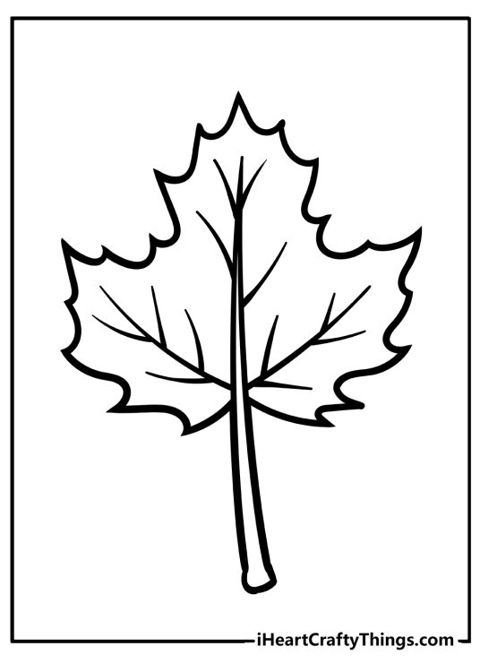 Fall leaves coloring picture presenting a single maple leaf with clear background