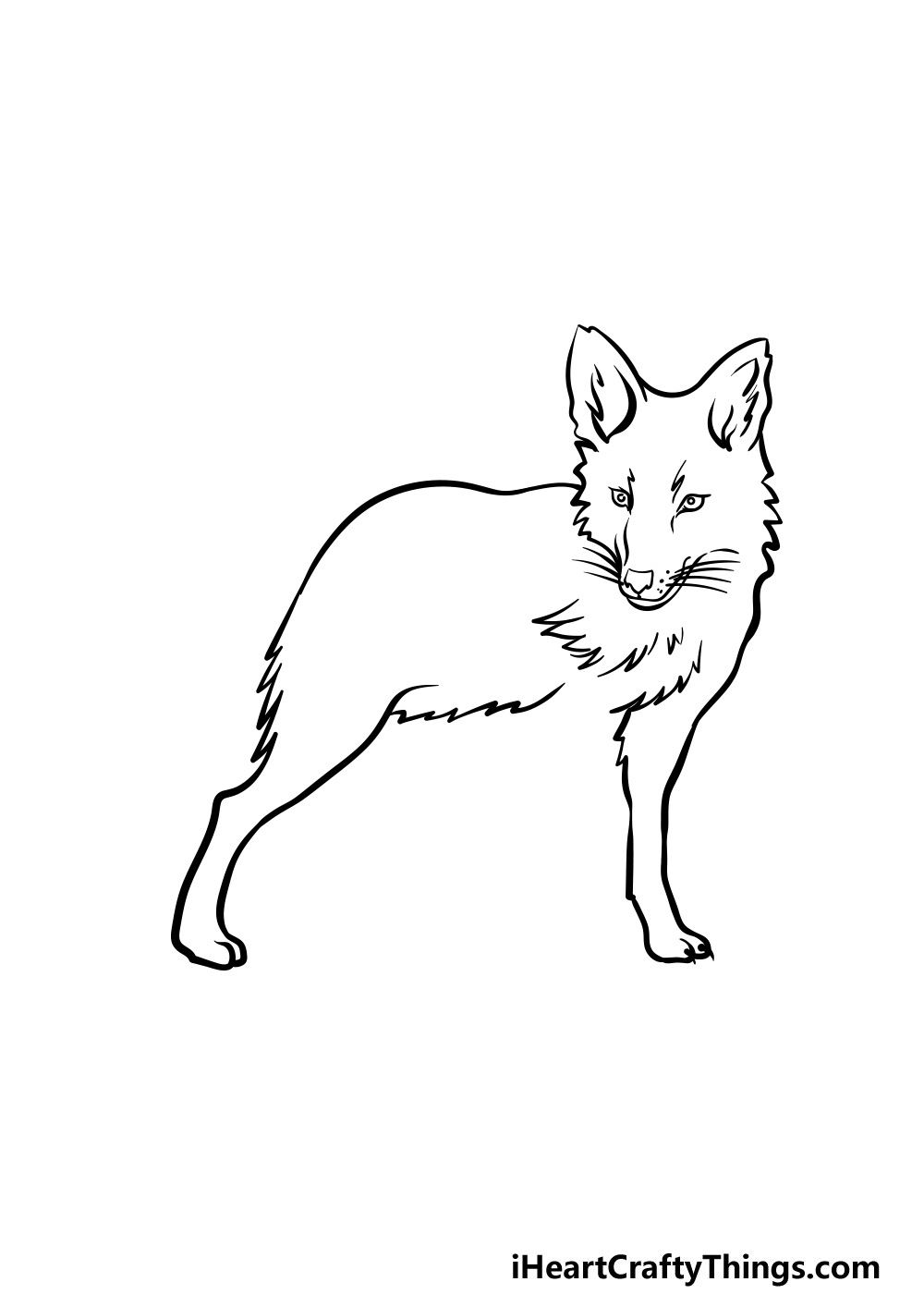 how to draw a Coyote step 2