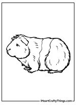 Guinea Pig Coloring Pages (100% Free Printables)