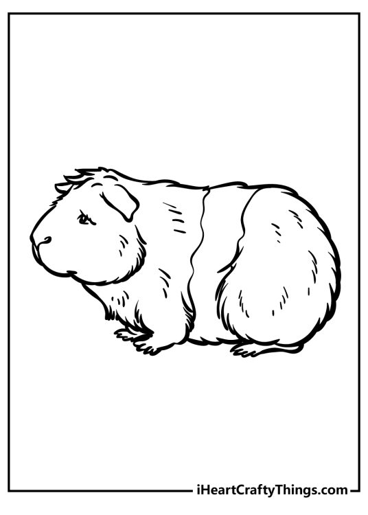 Guinea Pig Coloring Pages (100% Free Printables)