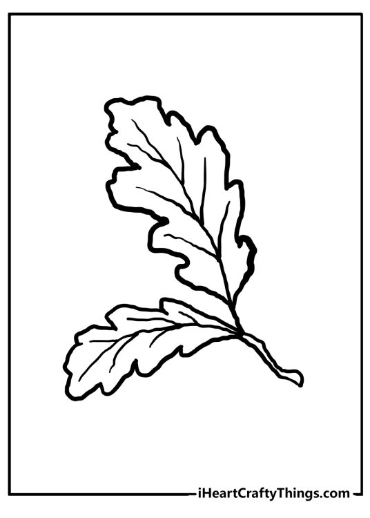 Coloring picture for pre-schoolers presenting two autumn fall leaves with clear background