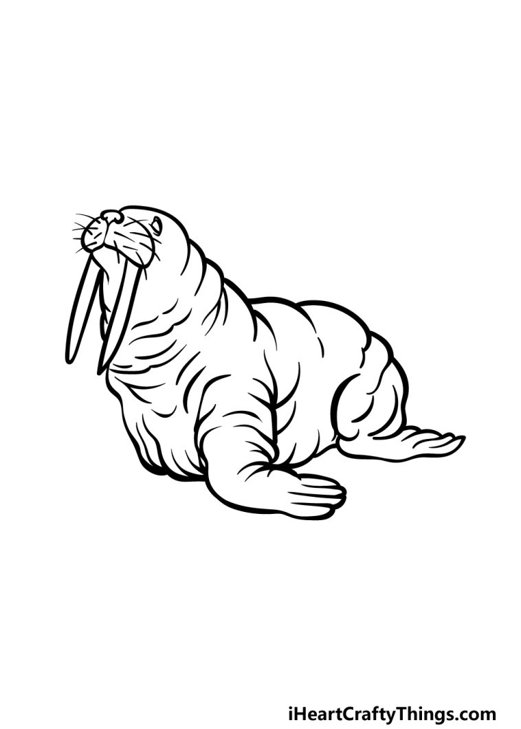 Walrus Drawing How To Draw A Walrus Step By Step