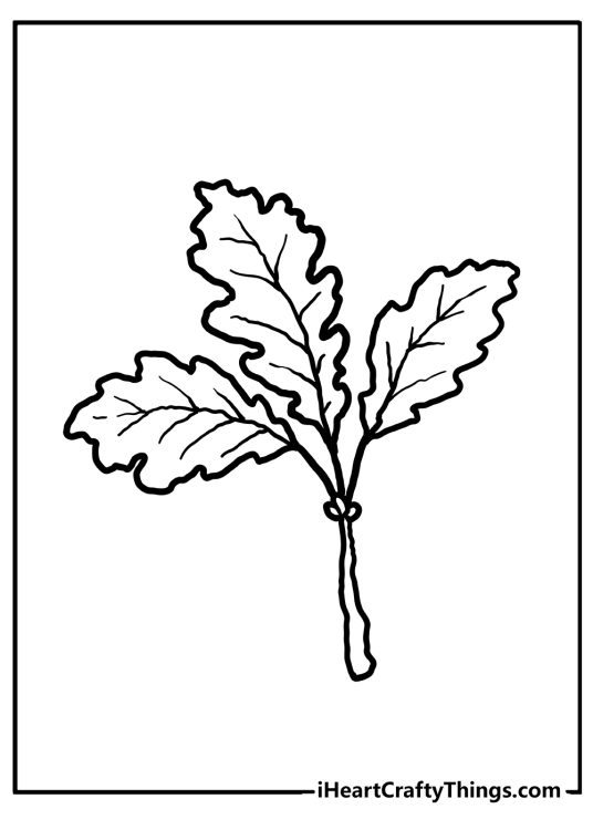 Fall leaves-themed coloring picture for kids depicting three oak leaves tied together