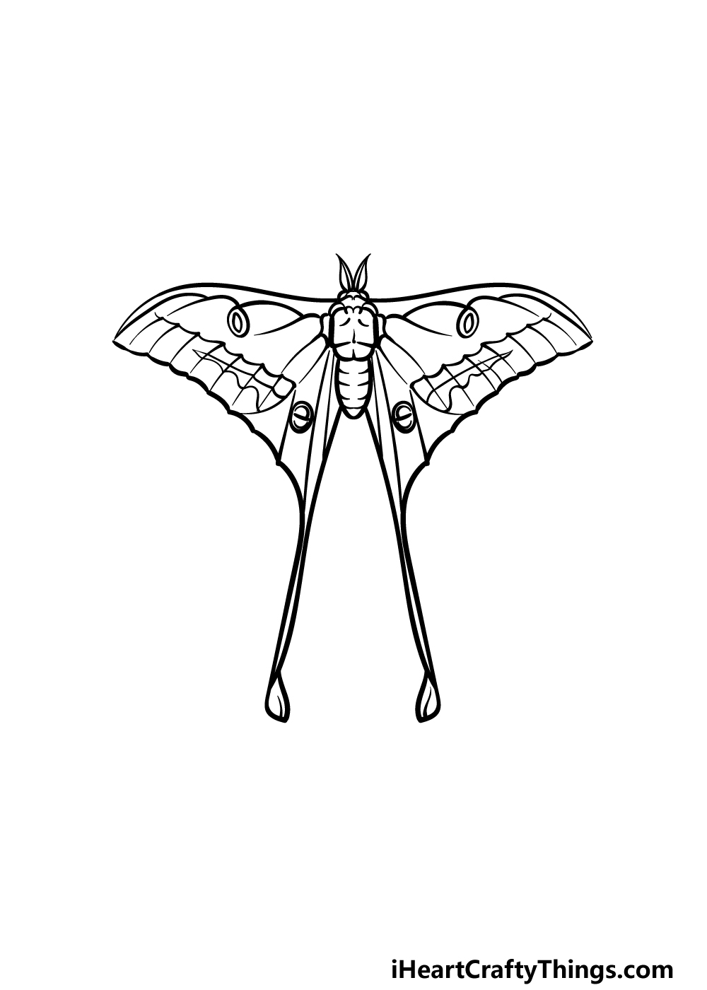 how to draw a Luna Moth step 5