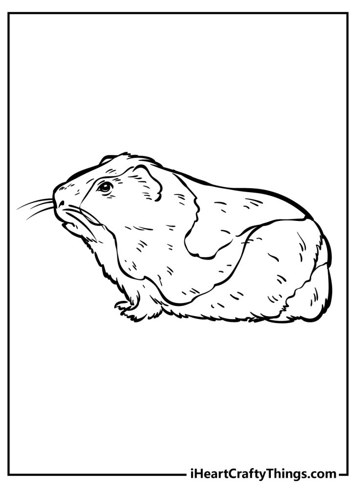 Guinea Pig Coloring Pages (100% Free Printables)