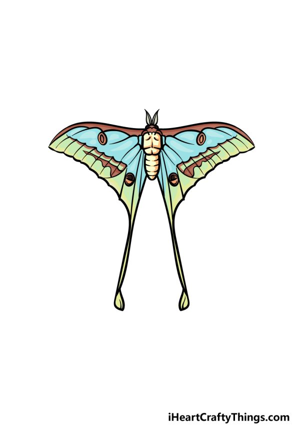 Luna Moth Drawing - How To Draw A Luna Moth Step By Step