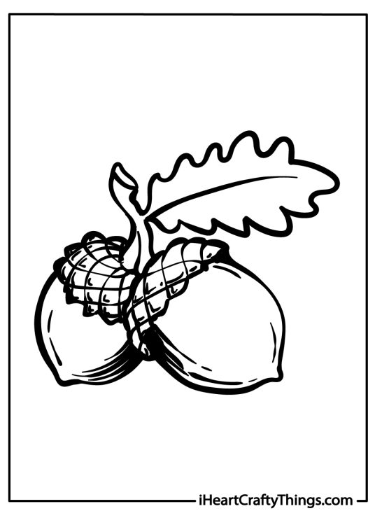 Coloring page for children presenting two realistic acorns with a detailed body and a leafy cap
