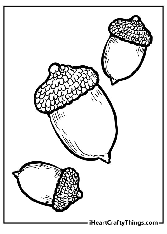 Detailed coloring picture for kids featuring three different size acorns with clear background behind them