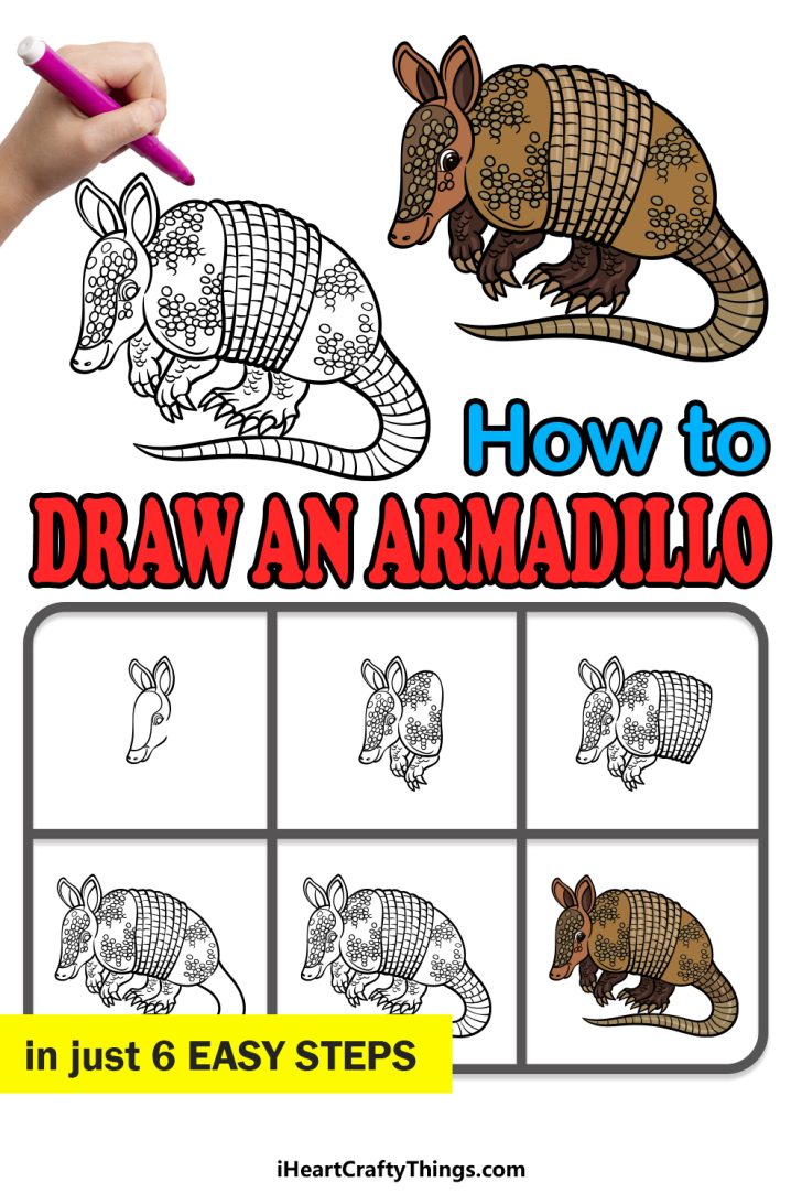Armadillo Drawing How To Draw An Armadillo Step By Step