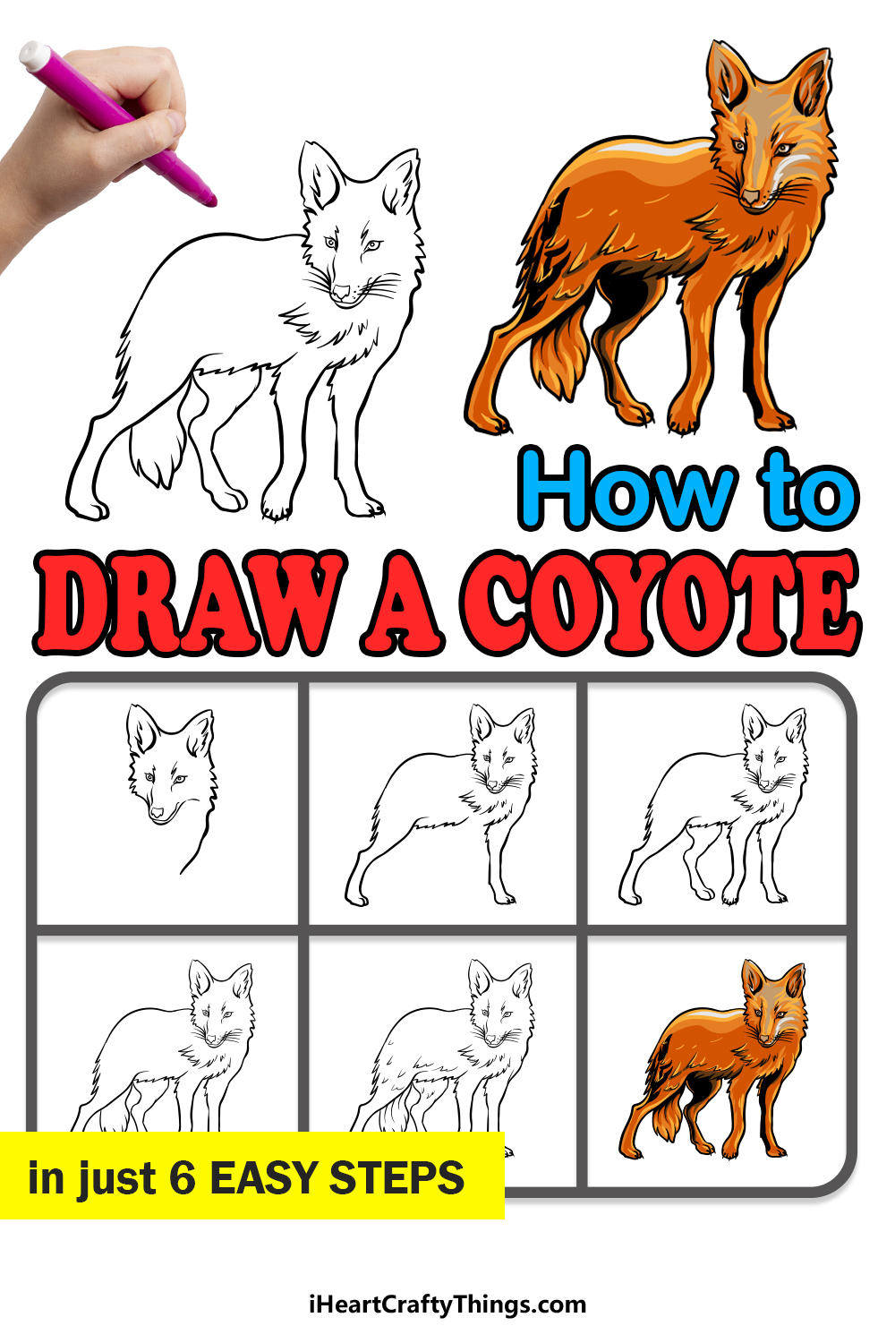 how to draw a Coyote in 6 easy steps