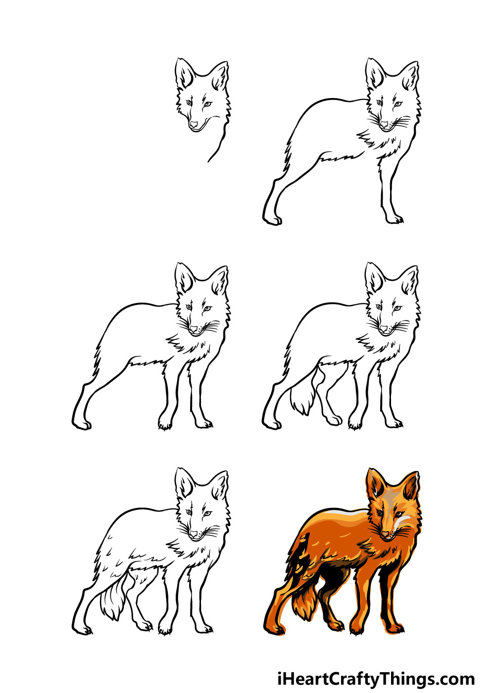 how to draw a Coyote in 6 steps