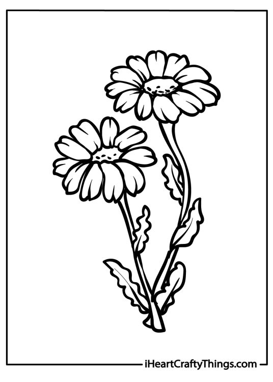 Coloring page featuring two realistic daisy flowers on a single stem with leaves