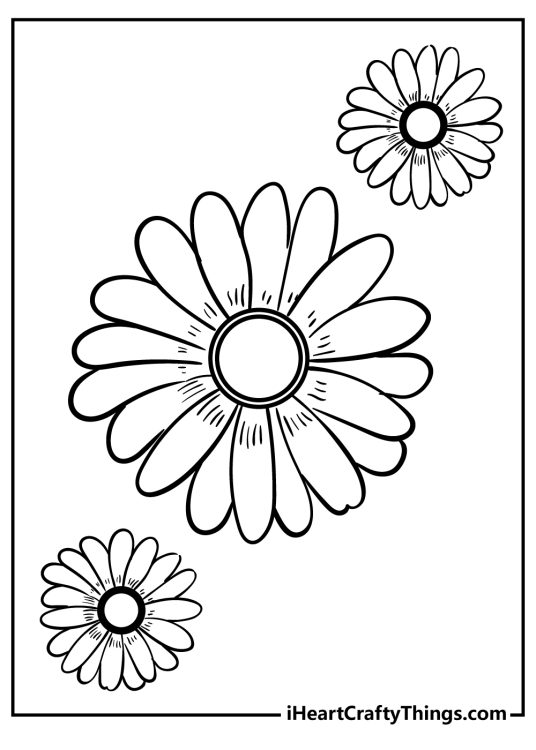 Daisy coloring page showing one larger flower surrounded by two smaller ones