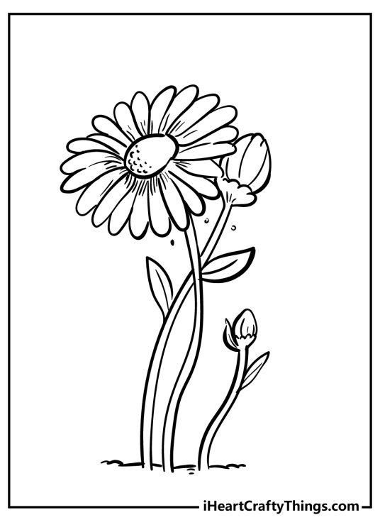 Daisy poster presenting a small bud a young bloom and a full-grown flower
