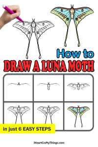 Luna Moth Drawing - How To Draw A Luna Moth Step By Step