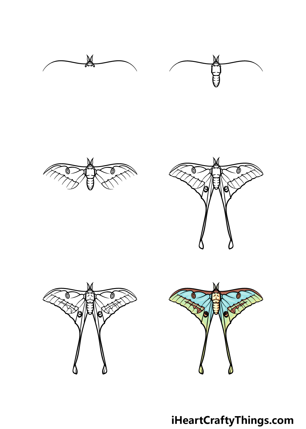 how to draw a Luna Moth in 6 steps