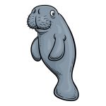 how to draw a Manatee image