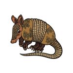 how to draw an Armadillo image