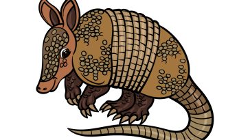 how to draw an Armadillo image