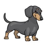 how to draw a Dachshund image